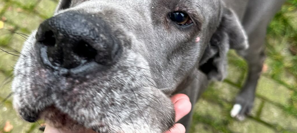 Neuer Instagram-Account für Tierheim Dortmund