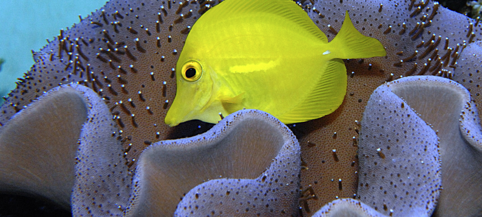 Vereinsfreitag: Aquarium-Verein Triton Dortmund-Körne