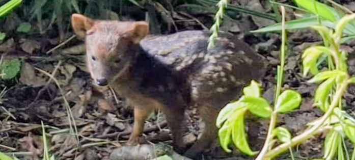 Ein Fotos geborenen südlichen Pudu im Zoo Dortmund